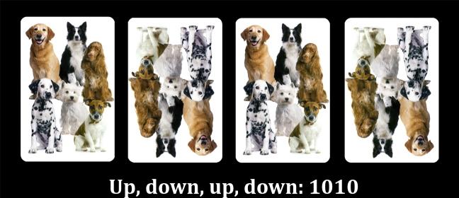 4 face-down cards in a row with pictures of dogs on the backs. The 1st and 3rd are the right way up; the 2nd and 4th are upside down